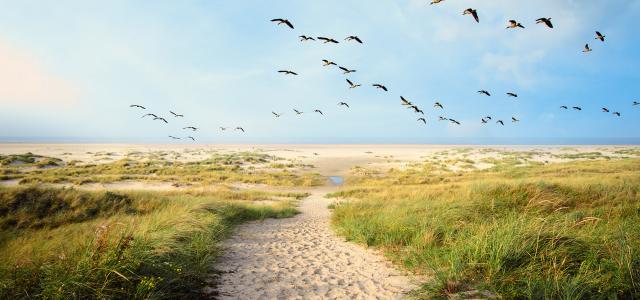 beach path